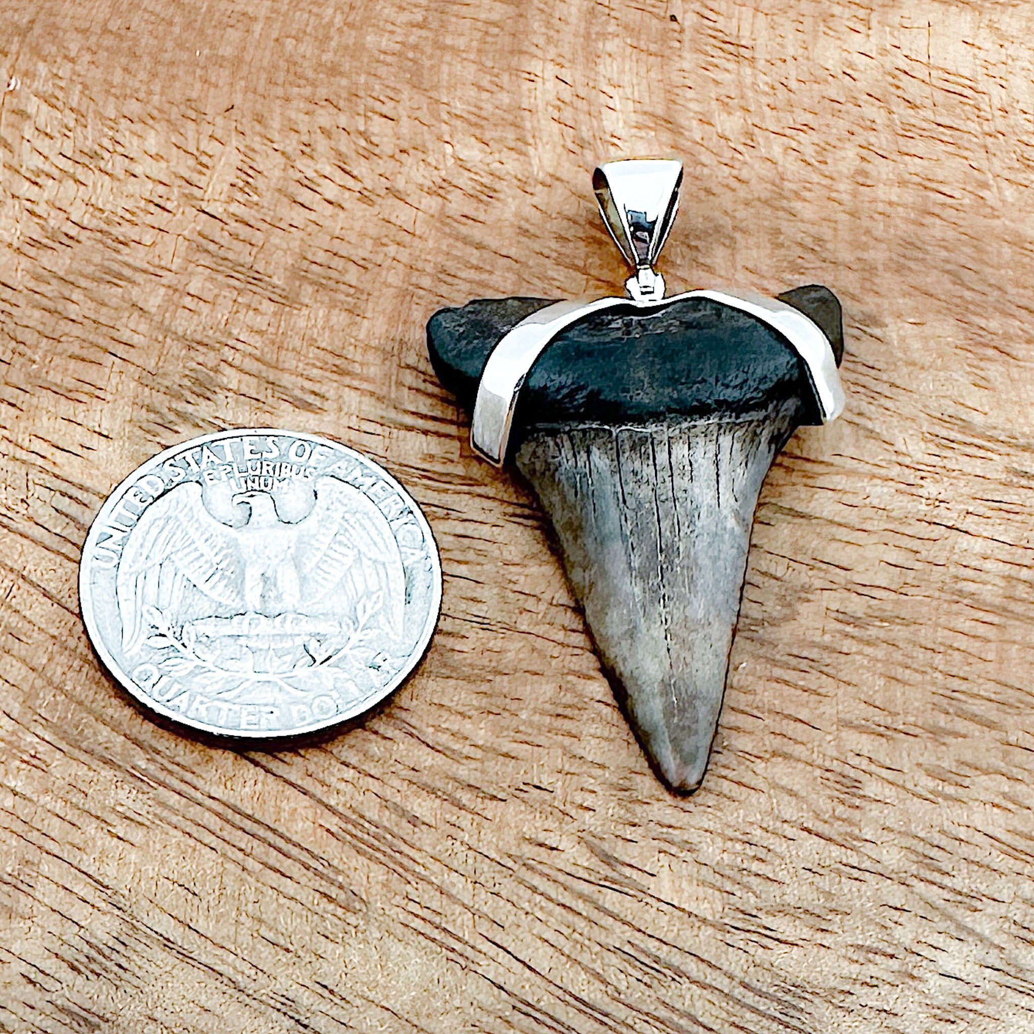 Fossilized Shark's Tooth Collection