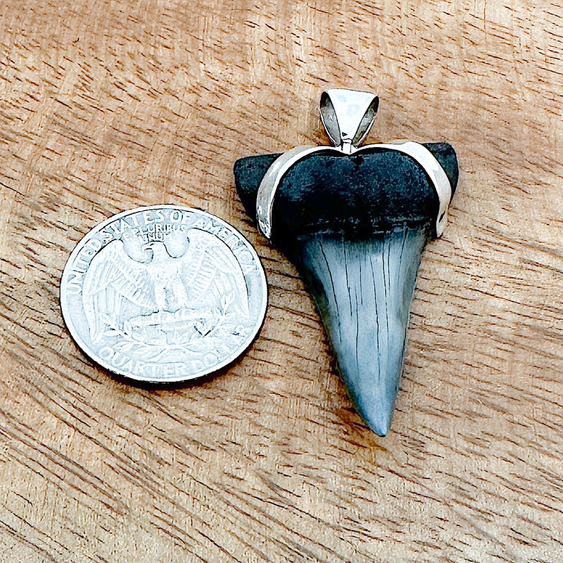 Fossilized Shark's Tooth Collection